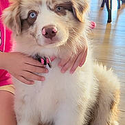 Athyna a rejoint le concours — aidez-le/la à gagner de superbes lots ! puppy, dog, blue_eyes, fluffy, indoor, child, hands, hugging, wooden_floor, pink_collar, sitting, cute, pet, animal, young_dog, fur, light, comfort, domestic, friendly