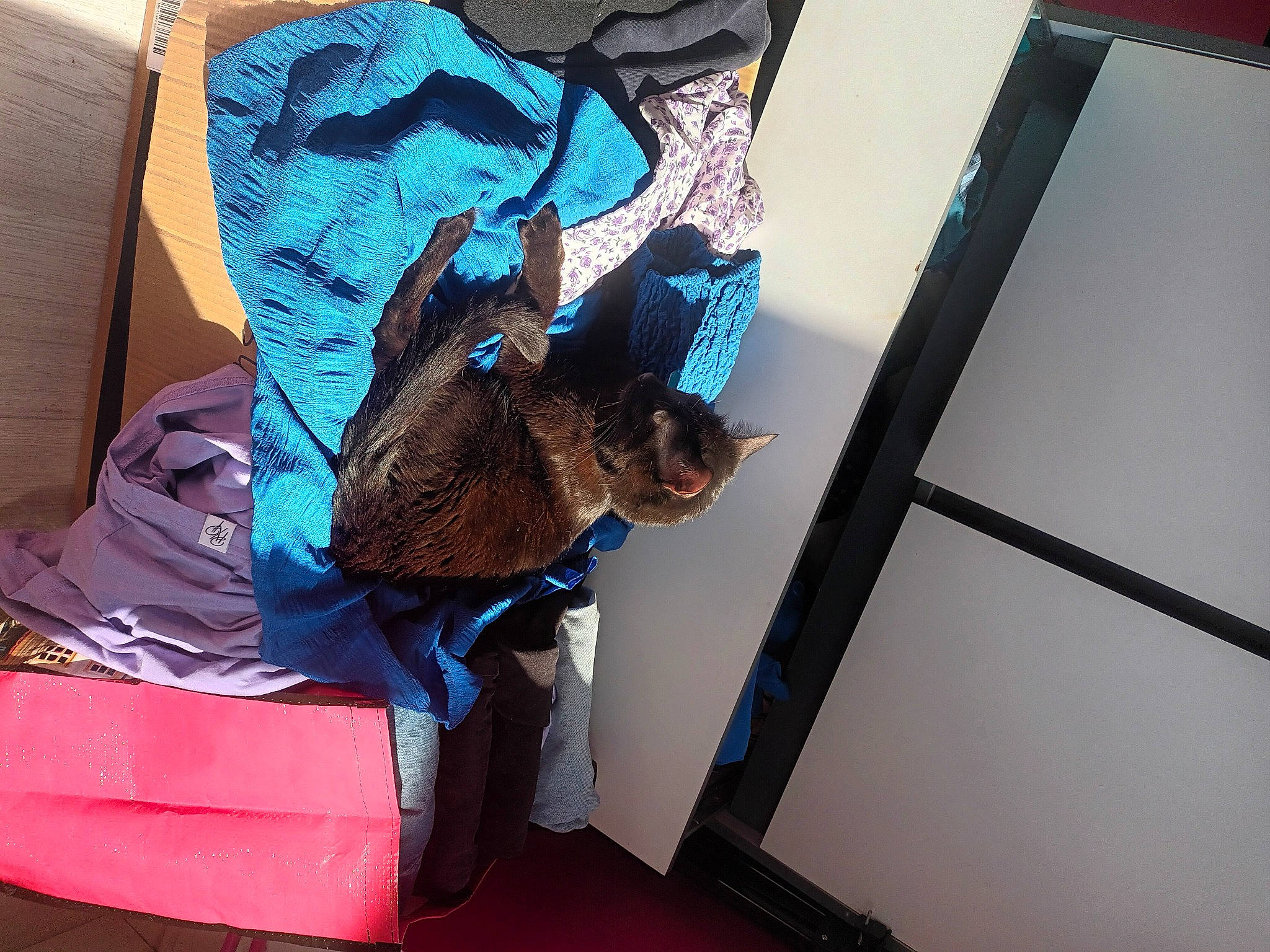 Venom a rejoint le concours — aidez-le/la à gagner de superbes lots ! bag, box, carnivore, comfort, companion_dog, electric_blue, fashion_accessory, fawn, felidae, fur, linens, luggage_and_bags, pattern, personal_protective_equipment, room, shipping_box, sporting_group, t_shirt, visual_arts