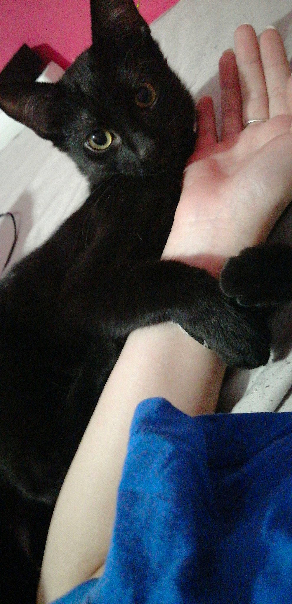 Venom a rejoint le concours — aidez-le/la à gagner de superbes lots ! black_cat, blue, bombay, carnivore, cat, comfort, domestic_short_haired_cat, electric_blue, felidae, finger, fur, gesture, human_leg, nail, small_to_medium_sized_cats, snout, tail, thigh, thumb, whiskers