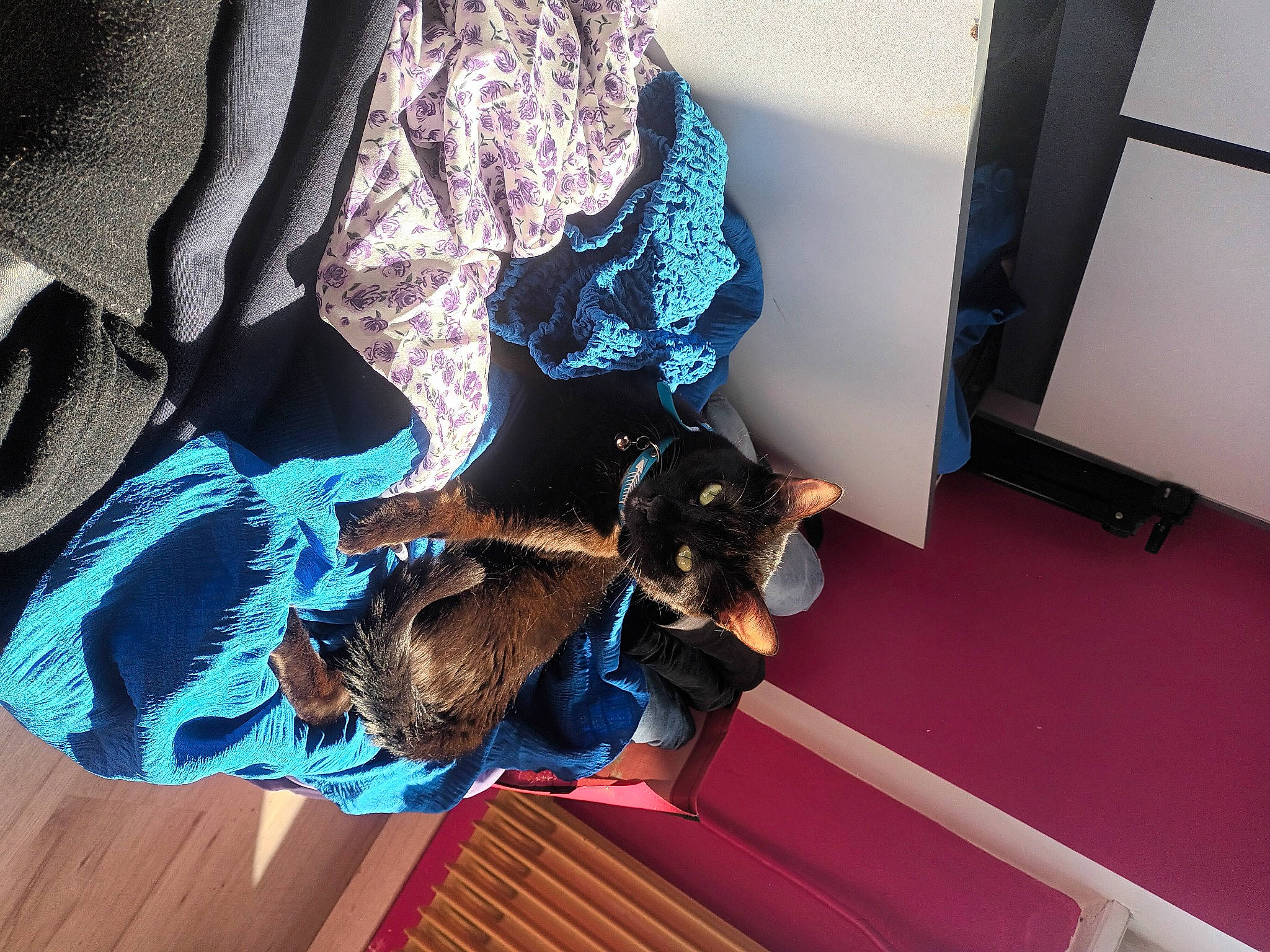 Venom participe au concours pour gagner de l'argent avec cette photo : azure, child, comfort, electric_blue, fictional_character, flooring, fun, fur, hardwood, human_leg, pattern, personal_protective_equipment, purple, room, sleeve, tree, visual_arts, wood, wood_flooring