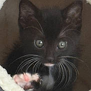 Mittens joined the competition — help win amazing prizes! animal, black_cat, cat_cave, closeup, cozy, curious, cute, eye_contact, feline, fluffy, furry, indoors, kitten, paw, pet, pink_paw, resting, small, soft, whiskers