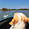 adventure, animal, blue_sky, calm, canoe, daytime, dog, forest, landscape, nature, outdoor, pet, relaxation, river, sky, summer, travel, tree, water, wildlife