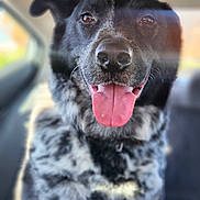 Apollo joined the competition — help win amazing prizes! dog, black_and_white, speckled_coat, tongue_out, car_interior, seat, pet, animal, happy, portrait, close_up, ears, nose, fur, canine, smiling, indoor, window, sunlight, blurred_background