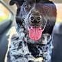 dog, black_and_white, speckled_coat, tongue_out, car_interior, seat, pet, animal, happy, portrait, close_up, ears, nose, fur, canine, smiling, indoor, window, sunlight, blurred_background