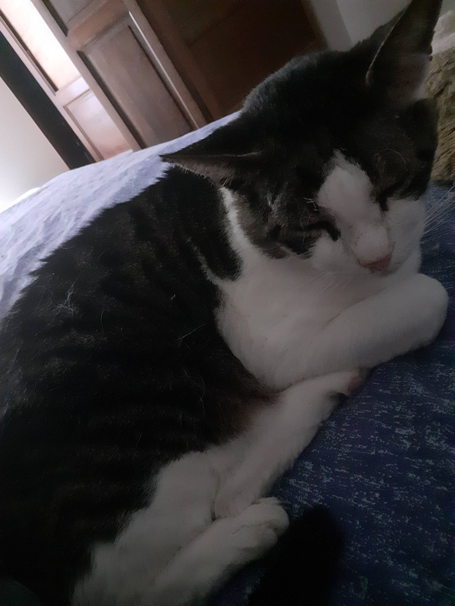 Chouchou a rejoint le concours — aidez-le/la à gagner de superbes lots ! carnivore, cat, comfort, domestic_short_haired_cat, eye, felidae, fur, human_leg, monochrome, monochrome_photography, nap, paw, sleep, small_to_medium_sized_cats, snout, tail, whiskers