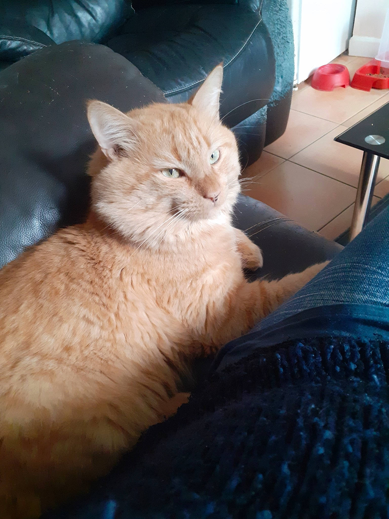 Ange participe au concours pour gagner de l'argent avec cette photo : carnivore, cat, claw, comfort, couch, domestic_short_haired_cat, door, fawn, felidae, fur, gesture, nap, paw, sitting, small_to_medium_sized_cats, snout, tail, whiskers, window, wood