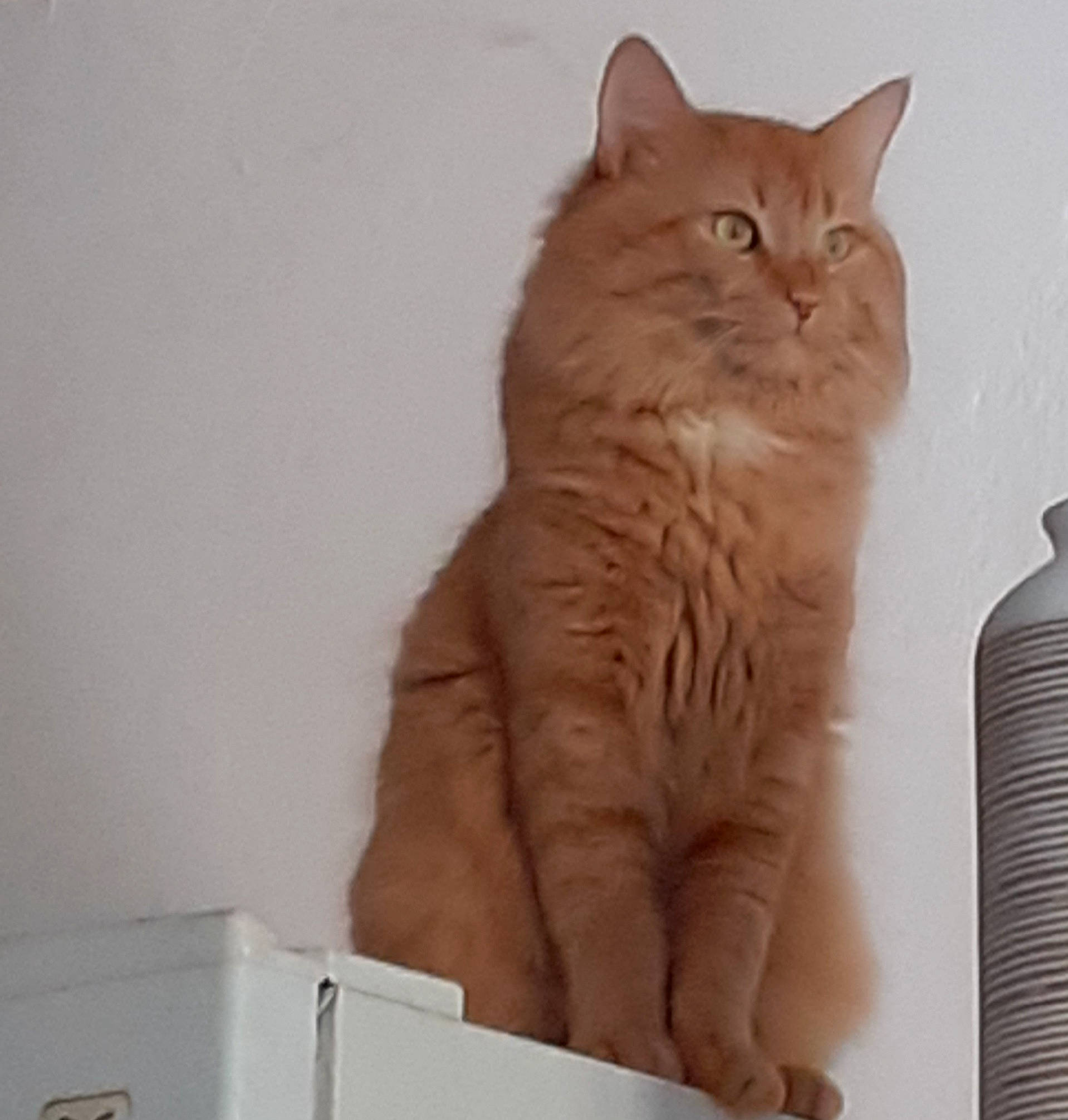 Ange a rejoint le concours — aidez-le/la à gagner de superbes lots ! carnivore, cat, claw, domestic_short_haired_cat, fawn, felidae, fur, gas, paw, plastic_bottle, small_to_medium_sized_cats, snout, tail, terrestrial_animal, water_bottle, whiskers, white, window, wood