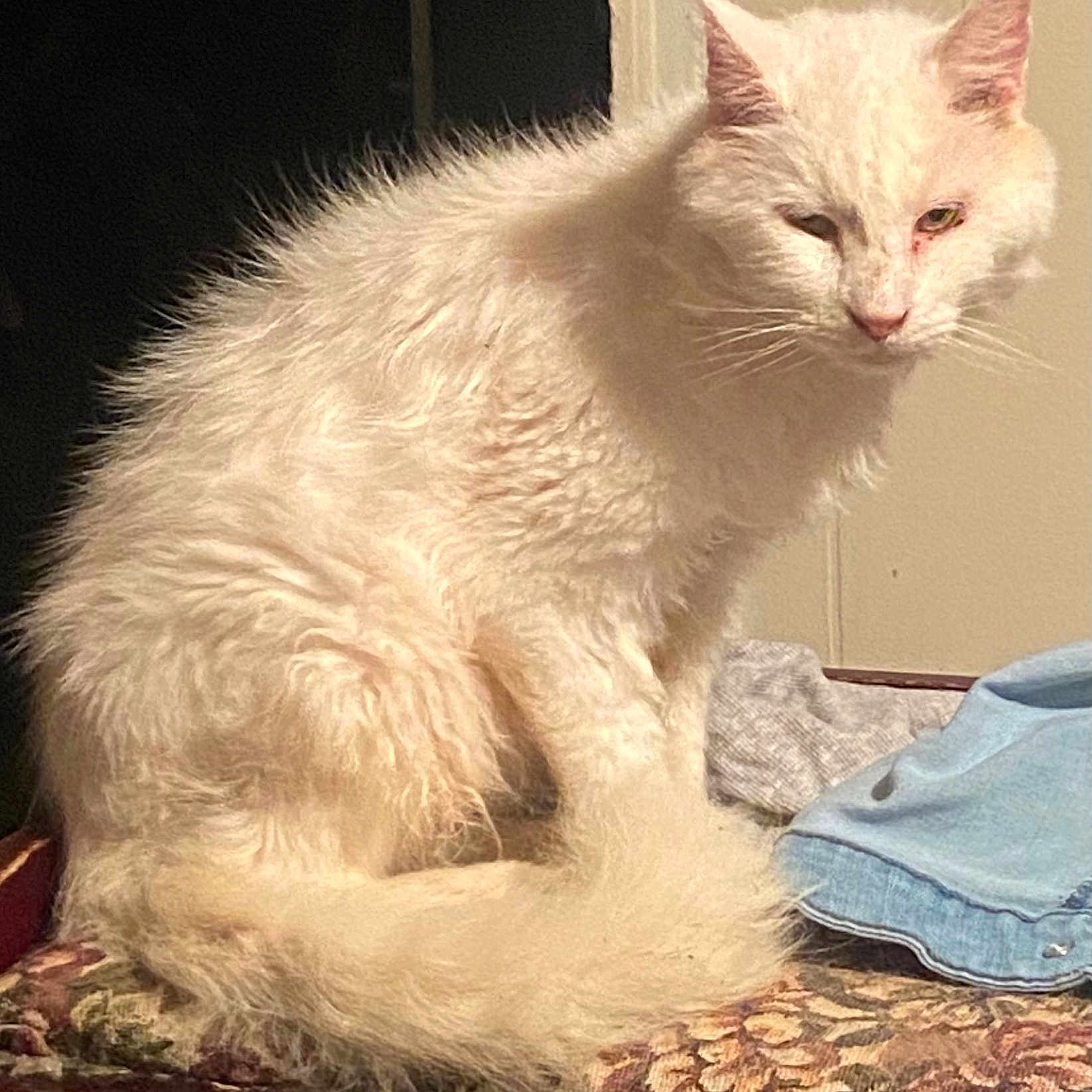 Oscar joined the competition — help win amazing prizes! animal, cat, closeup, cozy, cushion, domestic_animal, ears, feline, fluffy, fur, furniture, household, indoor, looking_away, mammal, pet, portrait, resting, tail, white_cat