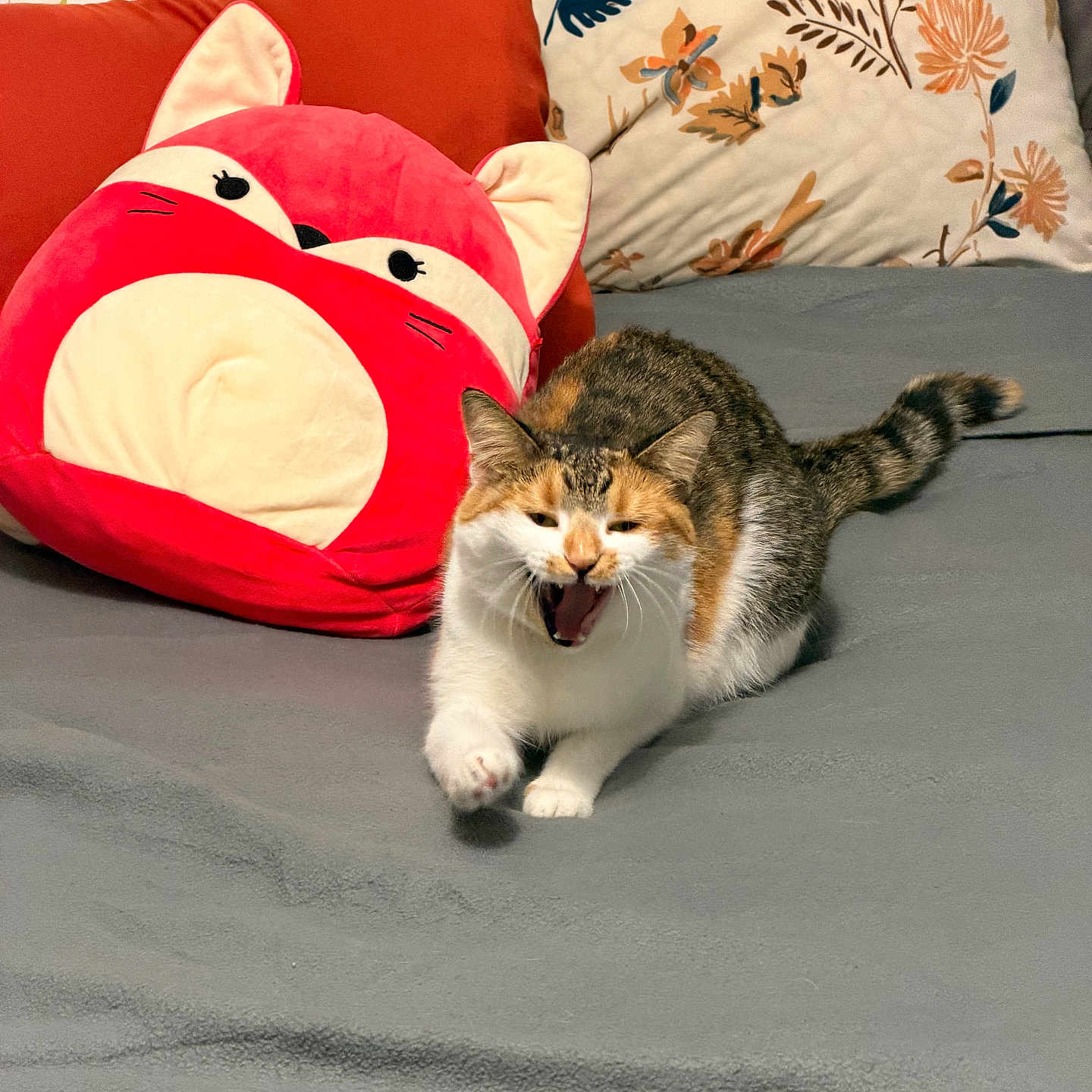 Dean is registered to the contest to win money with this photo: cat, calico_cat, yawning, plush_pillow, fox_pillow, cushion, blanket, indoor, pet, feline, resting, cozy, soft_toys, animal, cute, domestic_animal, fur, tail, whiskers, home