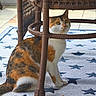 Dean joined the competition — help win amazing prizes! cat, calico_cat, wicker_chair, indoor, rug, star_pattern, curious, pet, animal, feline, sitting, floor, domestic, whiskers, ears, tail, legs, eyes, fur, home