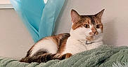 Dean is registered to the contest to win money with this photo: cat, calico, indoor, blanket, curtain, stained_glass, furniture, pet, relaxed, cozy, fluffy, wall, window, domestic_animal, feline, resting, soft_texture, collar, cute, animal