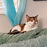 cat, calico, indoor, blanket, curtain, stained_glass, furniture, pet, relaxed, cozy, fluffy, wall, window, domestic_animal, feline, resting, soft_texture, collar, cute, animal