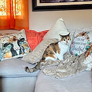 Dean is registered to the contest to win money with this photo: cat, calico_cat, couch, blanket, pillow, orange_curtains, window, painting, wall_art, living_room, decor, fall_theme, sunlight, relaxation, indoor, furniture, cozy, pet, animal, home