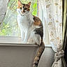 Dean joined the competition — help win amazing prizes! cat, calico_cat, windowsill, curtains, indoor, pet, animal, feline, tail, fur, whiskers, ears, face, nature_outside, window, light, decor, home, domestic, relaxed
