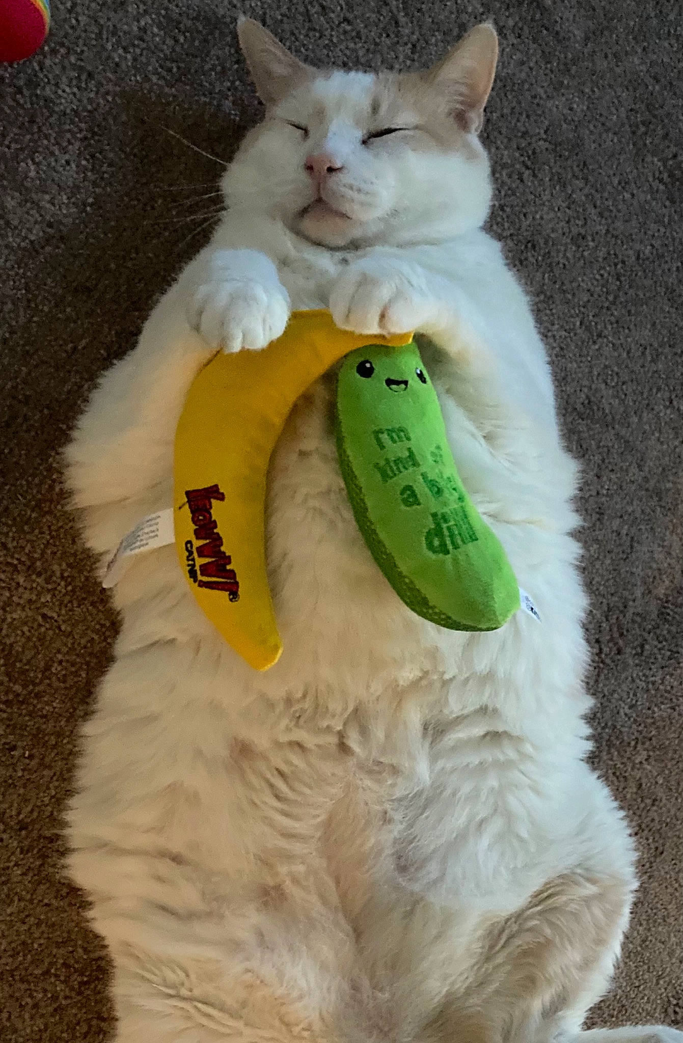 Ronald is registered to the contest to win money with this photo: balloon, canidae, carnivore, cat, claw, comfort, companion_dog, dog_breed, domestic_short_haired_cat, fawn, felidae, fur, paw, polar_bear, small_to_medium_sized_cats, snout, stuffed_toy, tail, toy, whiskers