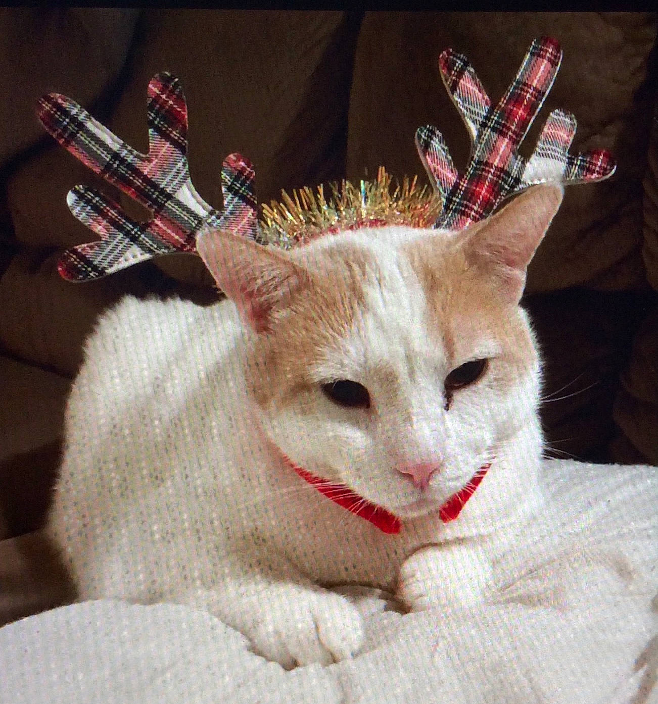 Ronald joined the competition — help win amazing prizes! carnivore, cat, cat_supply, claw, collar, comfort, costume_hat, domestic_short_haired_cat, fashion_accessory, fawn, felidae, fur, linens, paw, pet_supply, small_to_medium_sized_cats, snout, tail, terrestrial_animal, whiskers