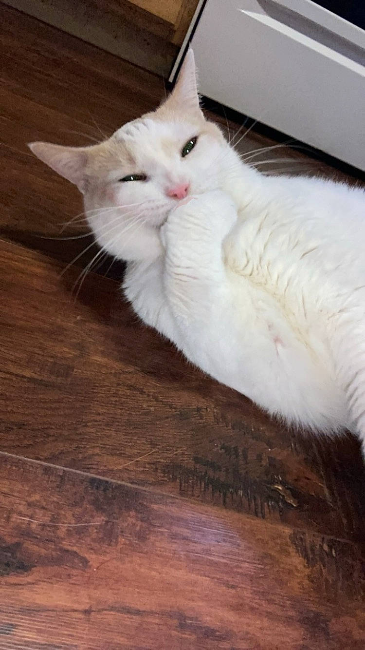 Ronald joined the competition — help win amazing prizes! carnivore, cat, comfort, domestic_short_haired_cat, felidae, flooring, fur, hardwood, laminate_flooring, paw, plank, plywood, small_to_medium_sized_cats, tail, varnish, whiskers, wood, wood_flooring, wood_stain