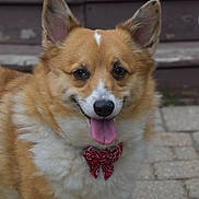 Zoey joined the competition — help win amazing prizes! animal, bandana, brown, companion, corgi, cute, dog, ears_up, fluffy, fur, happy, outdoor, pavement, pet, portrait, red, smiling, steps, tongue_out, white