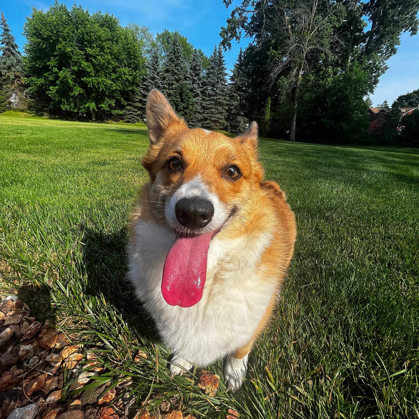 Zoey joined the competition — help win amazing prizes! dog, corgi, tongue_out, grass, outdoor, sunny, blue_sky, trees, pet, animal, happy, playful, nature, greenery, close_up, canine, smiling, summer, daylight, fun
