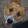 Zoey is registered to the contest to win money with this photo: animal, brown_fur, canine, close_up, companion, corgi, cute, dog, ears, friendly, happy, looking_up, mammal, nose, outdoor, pavement, pet, portrait, tongue, white_fur