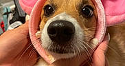 Zoey joined the competition — help win amazing prizes! dog, pet, animal, cute, pink, bunny_ears, headband, hands, close_up, indoor, fur, nose, eyes, expression, costume, adorable, portrait, mammal, whiskers, face