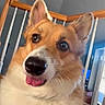 Zoey is registered to the contest to win money with this photo: dog, corgi, tongue_out, close_up, pet, indoor, home, railing, wood, fur, animal, cute, playful, face, ears, nose, whiskers, living_room, window, expression