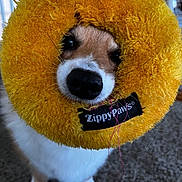 Zoey joined the competition — help win amazing prizes! dog, pet, toy, fluffy, yellow, indoor, carpet, face, cute, animal, playful, zippypaws, closeup, canine, paws, fur, snout, whiskers, eyes, nose