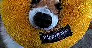 Zoey joined the competition — help win amazing prizes! animal, canine, carpet, closeup, cute, dog, eyes, face, fluffy, fur, indoor, nose, paws, pet, playful, snout, toy, whiskers, yellow, zippypaws