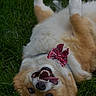 Zoey joined the competition — help win amazing prizes! animal, bandana, collar, corgi, cute, dog, ears, fluffy, fur, grass, happy, lying_down, mouth_open, nose, outdoor, pet, playful, smiling, tongue, tongue_out