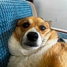 Zoey joined the competition — help win amazing prizes! dog, corgi, pet, close_up, indoor, couch, blue_couch, fur, face, nose, whiskers, eyes, animal, mammal, relaxed, looking_at_camera, texture, home, background, furniture