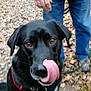 accessories, animal, bodypart, canine, clothing, dog, grass, hound, jeans, labradorretriever, mouth, outdoors, pants, person, pet, plant, puppy, strap, tongue, vegetation