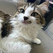 Willow joined the competition — help win amazing prizes! cat, fluffy, tabby, white_fur, green_eyes, close_up, pet, animal, indoor, curious, fur, whiskers, relaxed, face, mammal, cute, domestic_cat, lying_down, soft, young_cat