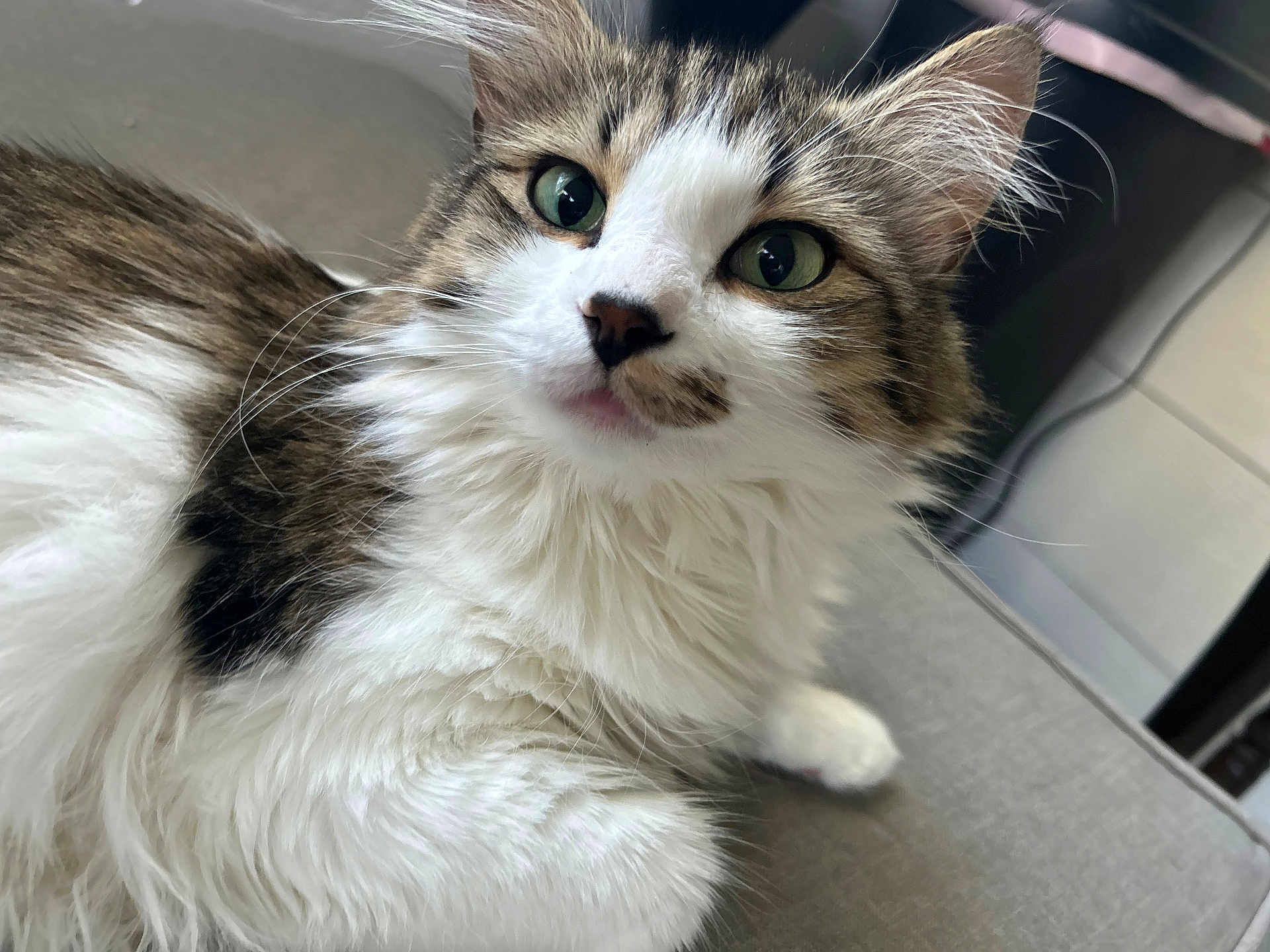 Willow joined the competition — help win amazing prizes! cat, fluffy, tabby, white_fur, green_eyes, close_up, pet, animal, indoor, curious, fur, whiskers, relaxed, face, mammal, cute, domestic_cat, lying_down, soft, young_cat