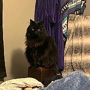Shadow joined the competition — help win amazing prizes! cat, black_cat, furry, pet, indoor, blanket, robe, purple_robe, textile, furniture, cozy, resting, box, yellow_eyes, domestic_animal, animal, soft_texture, home, warm, comfortable