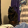 cat, black_cat, furry, pet, indoor, blanket, robe, purple_robe, textile, furniture, cozy, resting, box, yellow_eyes, domestic_animal, animal, soft_texture, home, warm, comfortable
