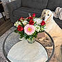 dog, golden_retriever, bouquet, flowers, vase, red_roses, pink_daisy, sofa, couch, coffee_table, glass_table, living_room, blanket, curtains, window_blinds, area_rug, laptop, wood_floor, pet, relaxed