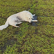 Prince joined the competition — help win amazing prizes! animal, canine, daylight, dirty, dog, field, fur, grass, ground, lying_down, mischievous, mud, nature, outdoor, pet, playful, puddle, relaxed, wet, white_dog