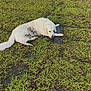 animal, canine, daylight, dirty, dog, field, fur, grass, ground, lying_down, mischievous, mud, nature, outdoor, pet, playful, puddle, relaxed, wet, white_dog