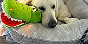 Prince is registered to the contest to win money with this photo: animal, calm, chair_leg, cozy, crocodile_toy, cute, dog, dog_bed, domestic, furniture, golden_retriever, home, indoor, leash, pet, plush_toy, resting, sleepy, soft_light, wooden_floor