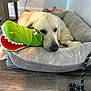 animal, calm, chair_leg, cozy, crocodile_toy, cute, dog, dog_bed, domestic, furniture, golden_retriever, home, indoor, leash, pet, plush_toy, resting, sleepy, soft_light, wooden_floor