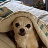 dog, chihuahua, blanket, bed, cozy, pet, indoor, cute, animal, fur, resting, comfort, snug, small_dog, face, canine, cute_pet, domestic_animal, looking, lying_down