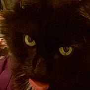Ozzy is registered to the contest to win money with this photo: cat, black_cat, close_up, tongue_out, green_eyes, pet, animal, feline, cute, whiskers, fur, indoor, dim_lighting, portrait, face, expression, playful, mystery, domestic_cat, tongue