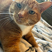 Gunther joined the competition — help win amazing prizes! cat, ginger_cat, close_up, whiskers, green_eyes, fur, pet, indoor, blanket, cozy, relaxed, animal, cute, feline, paw, nose, ear, bedroom, resting, domestic_cat
