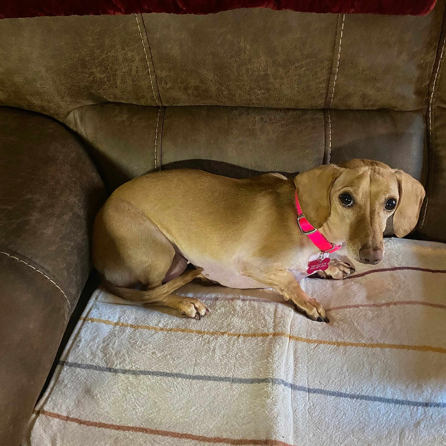 Leni is registered to the contest to win money with this photo: animal, architecture, armchair, blanket, building, canine, chair, couch, cushion, dog, furniture, homedecor, hound, indoors, interiordesign, labradorretriever, livingroom, pet, pointer, puppy