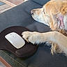 dog, golden_retriever, sleeping, paw, mouse, mouse_pad, cushion, bench, outdoor, flooring, tile, door, glass, relaxing, pet, fur, rest, technology, animal, cozy