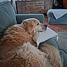 Happy participe au concours pour gagner de l'argent avec cette photo : golden_retriever, dog, sofa, pillow, indoor, living_room, furniture, wooden_cabinet, lamp, staircase, relaxing, pet, cozy, curtains, tile_floor, blanket, home, resting, fur, animal