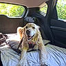 Happy participe au concours pour gagner de l'argent avec cette photo : dog, golden_retriever, car_interior, bed, sunlight, window, greenery, pet, canine, happy, leash, pillow, fur, smiling, resting, travel, vehicle, seat, relaxing, domestic_animal