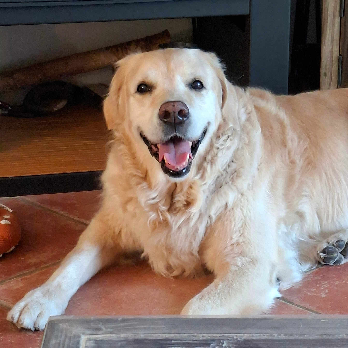 Happy a rejoint le concours — aidez-le/la à gagner de superbes lots ! dog, golden_retriever, pet, smiling, indoor, floor, tile, wooden_furniture, happy, canine, animal, relaxed, laying_down, tongue_out, domestic, companion, friendly, cozy, house, portrait