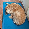 dog, golden_retriever, sleeping, blue_mat, indoor, floor_tiles, shoes, door, curtain, pet, resting, cozy, fur, animal, domestic, quiet, relaxation, home, nap, canine