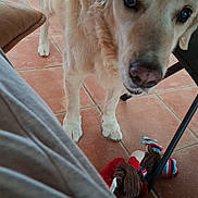 Happy participe au concours pour gagner de l'argent avec cette photo : dog, golden_retriever, toy, floor, chair, indoor, pet, curious, close_up, tile_floor, animal, mammal, canine, looking, domestic, playful, brown, furniture, legs, nose